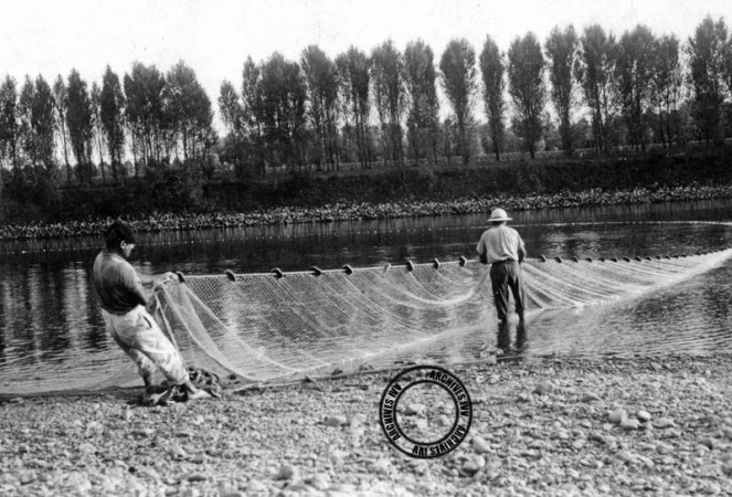 peche alose 6