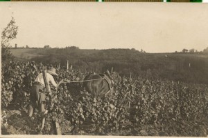 caudrot les vignes