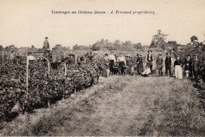 Vendanges au Chateau Duzan J Triviaud proprietaire
