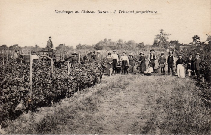 Vendanges au Chateau Duzan J Triviaud proprietaire
