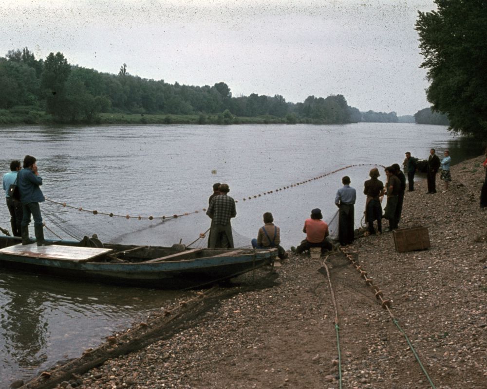 LA PÊCHE DE L' ALOSE à LANGON EN 1975